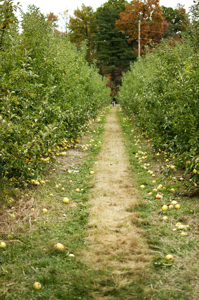 Apple Orchads