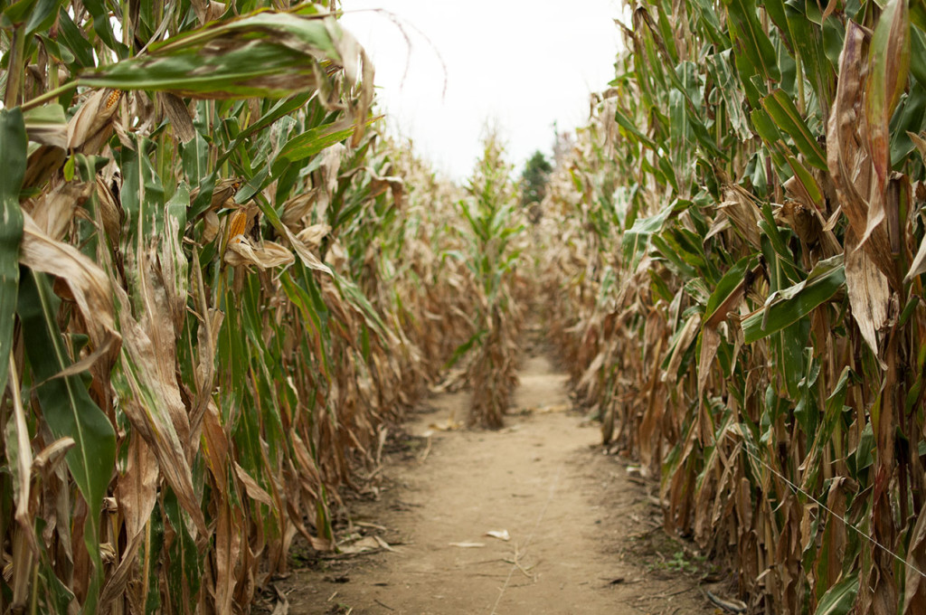 Corn Maze 1