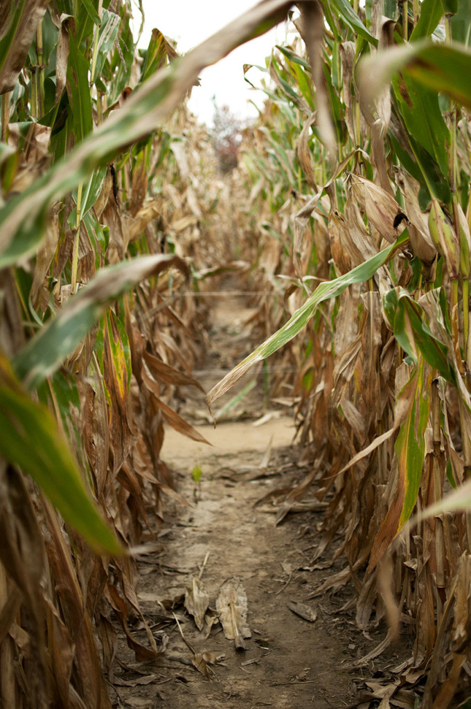 Corn Maze