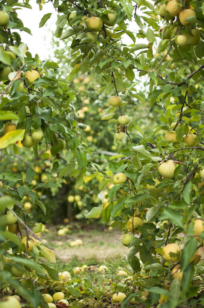 Green Apples