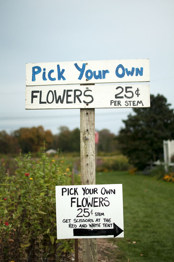 Pick Your own Flowers