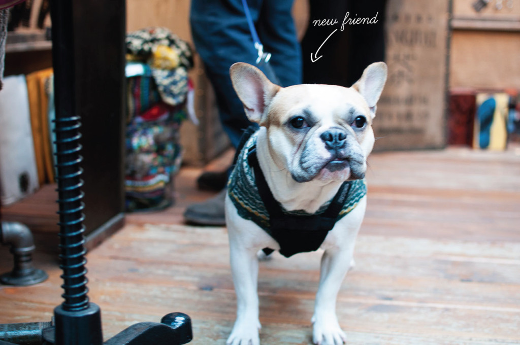 New-Friend-French-Bulldog