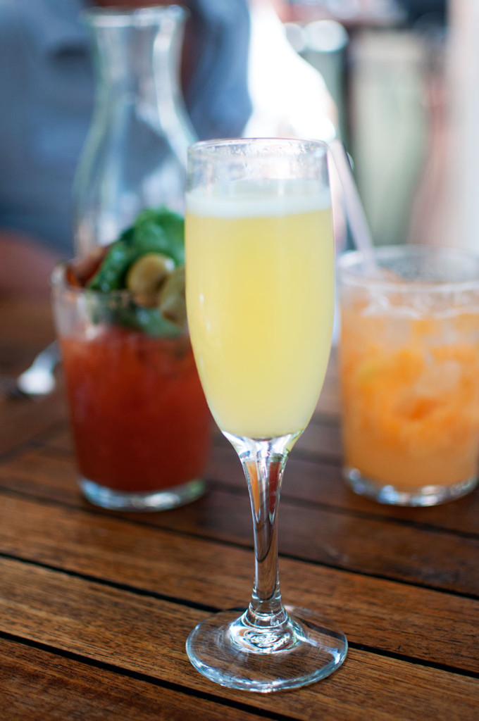 Mimosa
