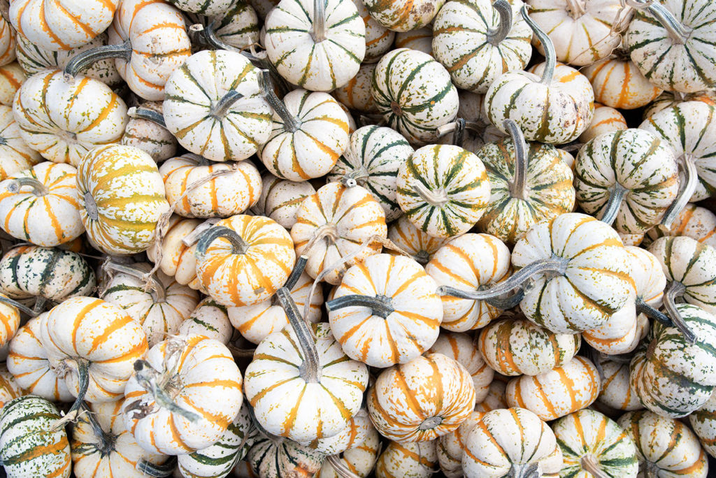 pumpkins