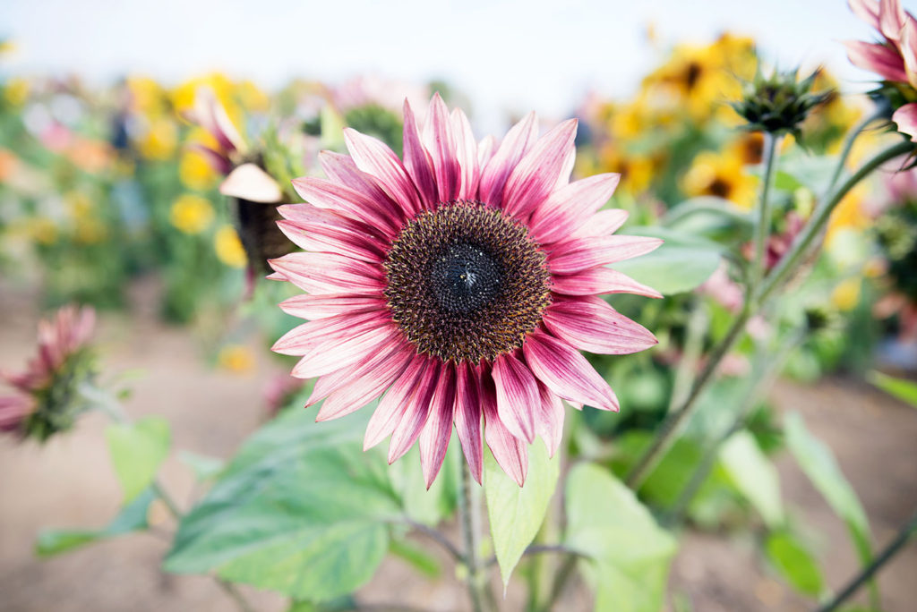 sunflower2